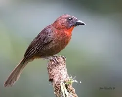 Habia fuscicauda