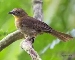 Habia fuscicauda