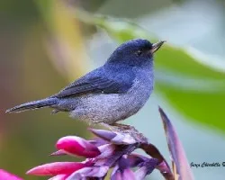Diglossa plumbea