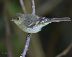 Elaenia frantzii