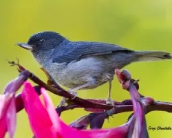 Diglossa plumbea