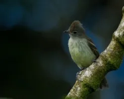 Elaenia flavogaster