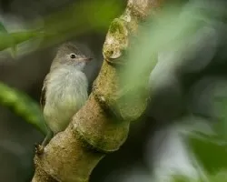 Elaenia flavogaster
