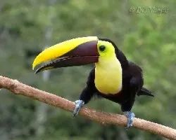 Ramphastos ambiguus
