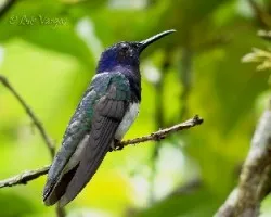 Florisuga mellivora