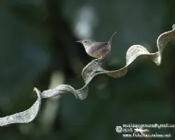 Troglodytes aedon