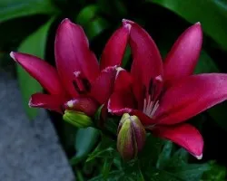 Lirio v