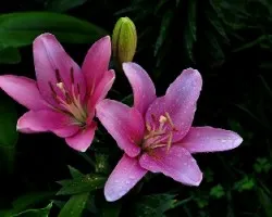 Lirio i