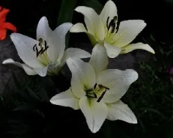 Lirio ii