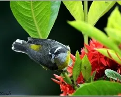 Coereba flaveola