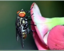 Musca domestica