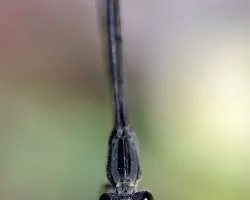 Gomphus vulgatissimus 