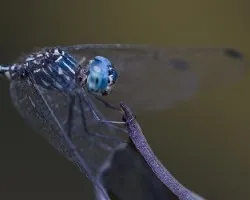 Libélula