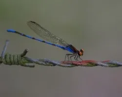 Libélula