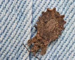 Dysodius 