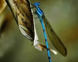 Libelulas