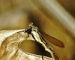 Libelulas