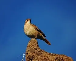 Furnarius rufus