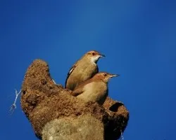 Furnarius rufus