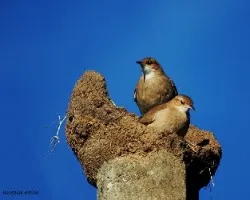 Furnarius rufus
