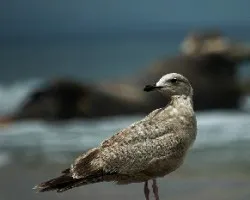 Larus argentatus