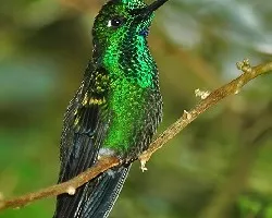 Heliodoxa jacula