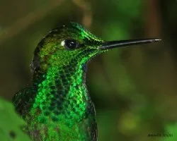 Heliodoxa jacula