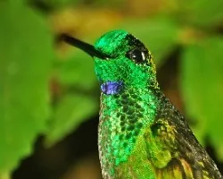 Heliodoxa jacula
