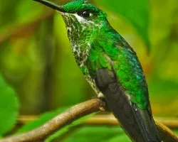 Heliodoxa jacula