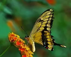 Heraclides