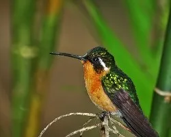 Lampornis castaneoventris