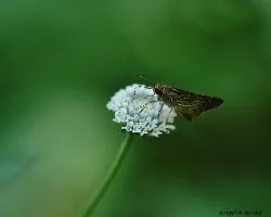 Mariposa