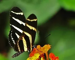 Nymphalidae