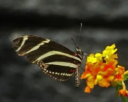 Nymphalidae