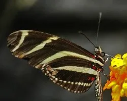 Nymphalidae