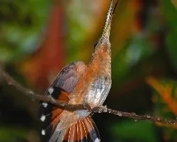 Threnetes ruckeri