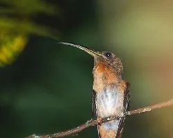 Threnetes ruckeri