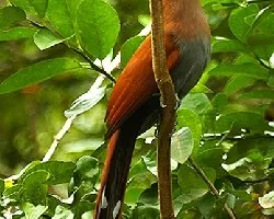 Piaya cayana