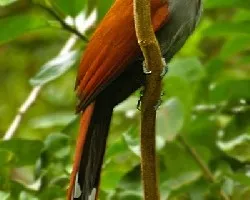 Piaya cayana