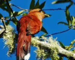 Piaya cayana