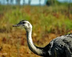 Rhea americana