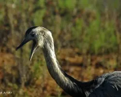 Rhea americana