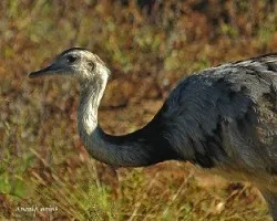 Rhea americana