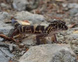  Coleonyx elegans
