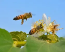 Las abejas