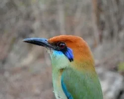 Momotus mexicanus