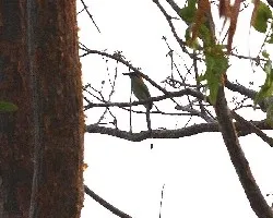 Momotus mexicanus