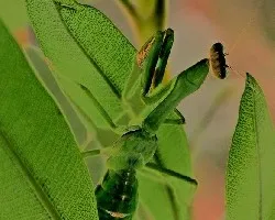 Mantis
