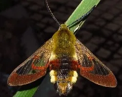 Hemaris fuciformis