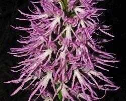  Orchis italica